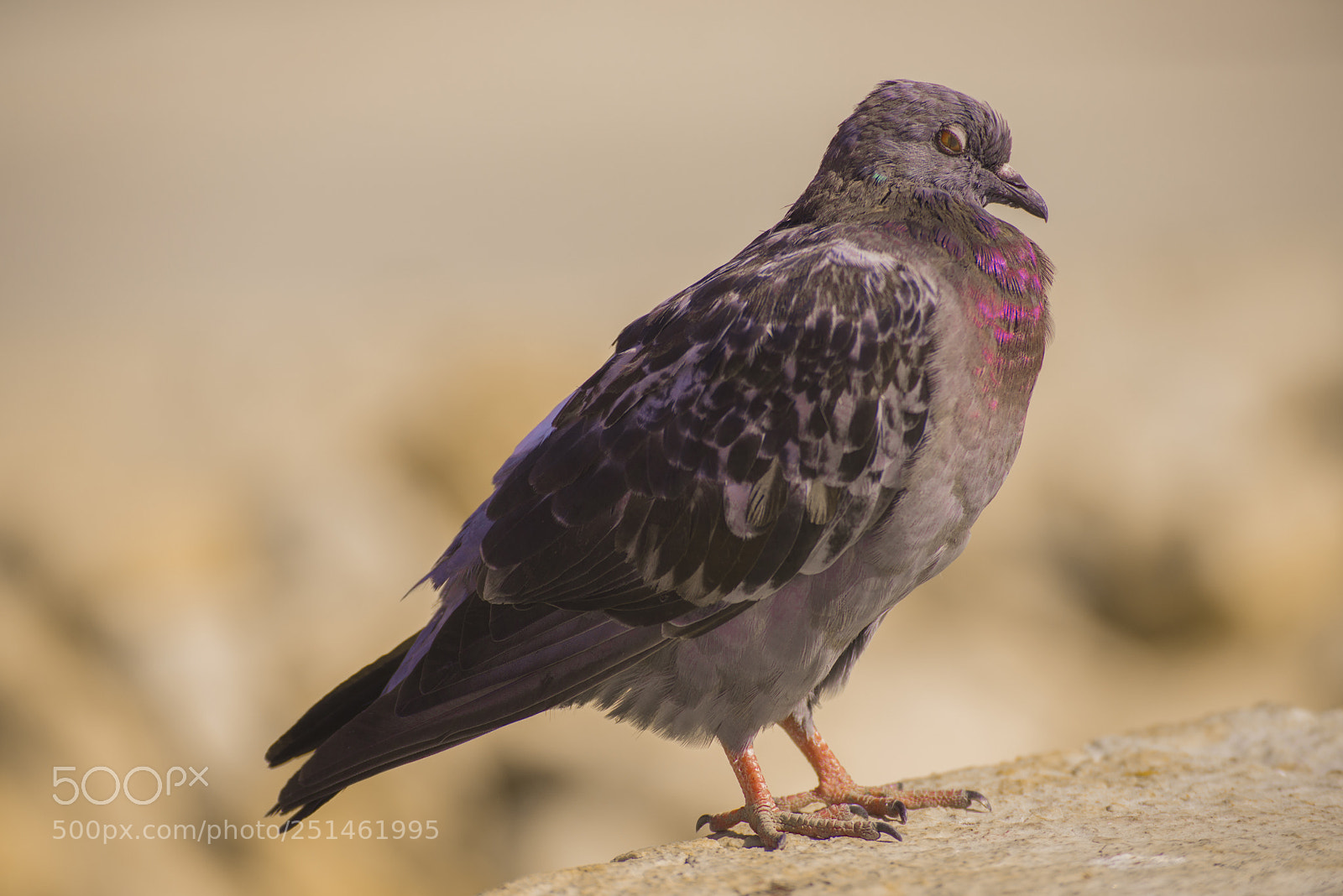 Nikon D610 sample photo. Serie: olhares photography