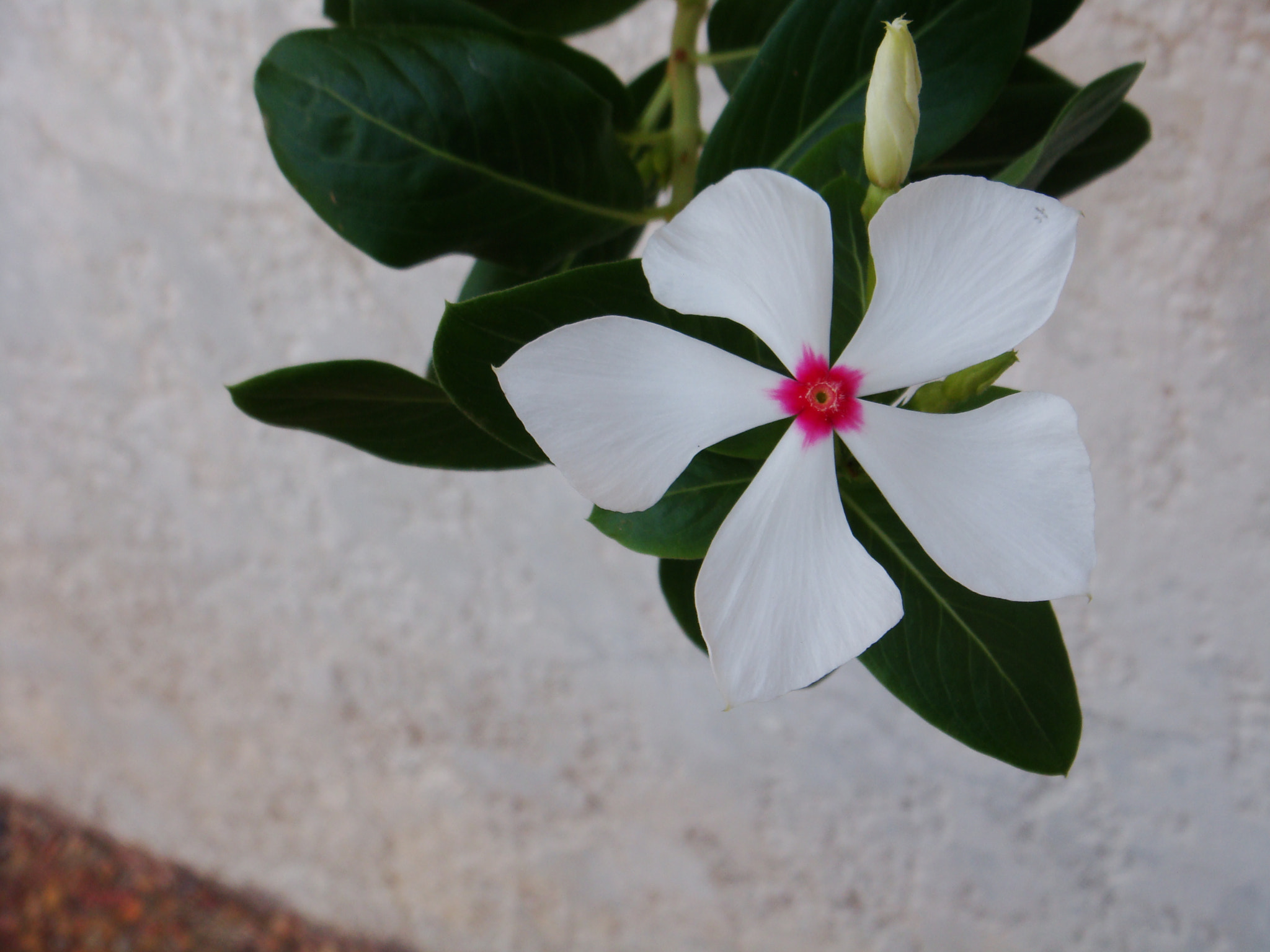 Sony DSC-T70 sample photo. Beautiful white flower photography
