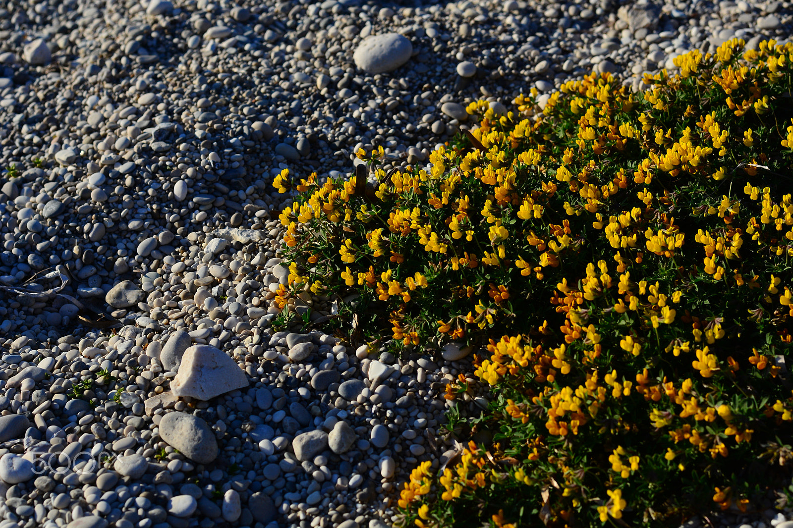 Nikon D5200 + Nikon AF-S Nikkor 50mm F1.8G sample photo. Ls1 photography