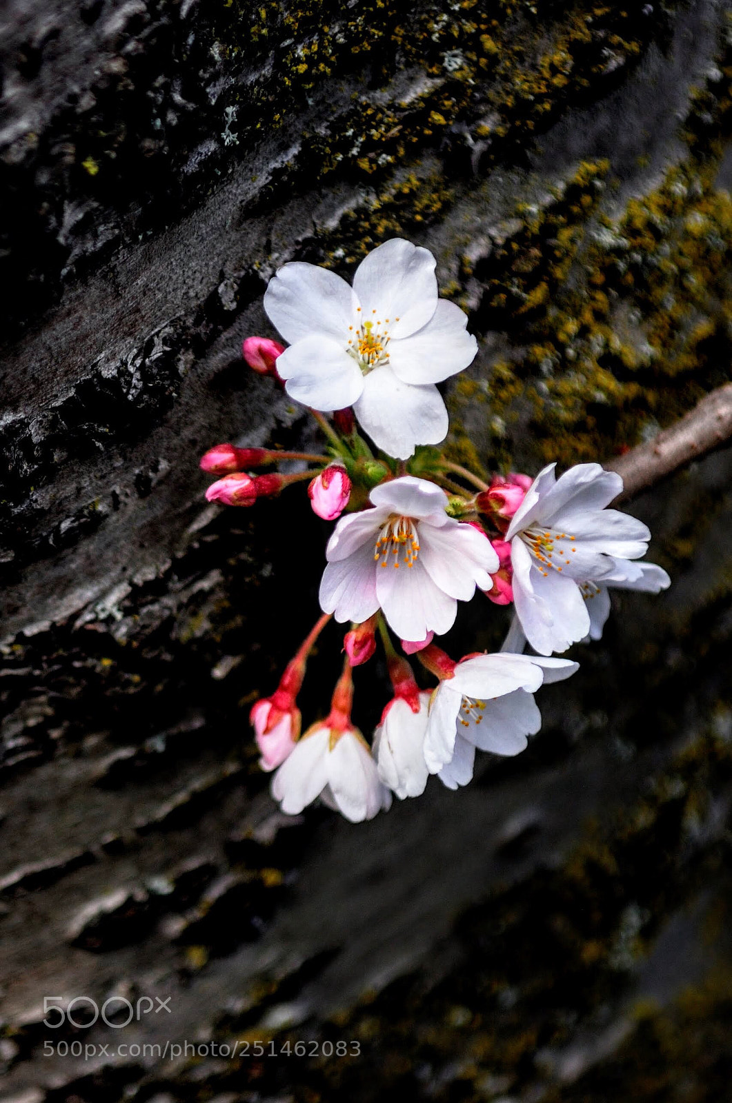 Nikon D200 sample photo. Cherry blossom  photography