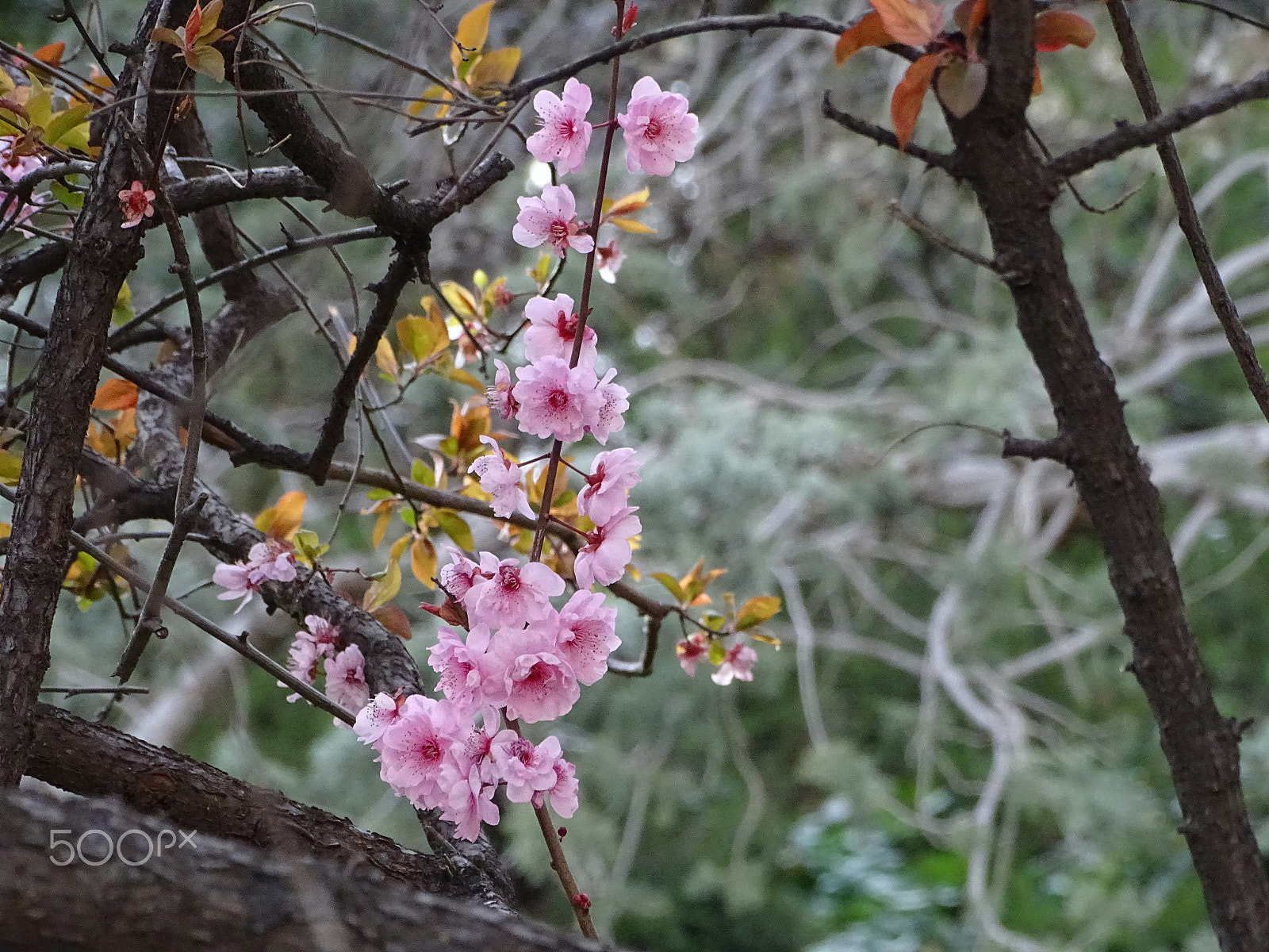 Sony Cyber-shot DSC-HX350 sample photo