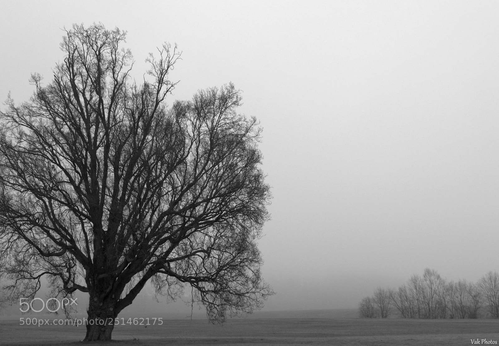 Nikon D3100 sample photo. Tree photography