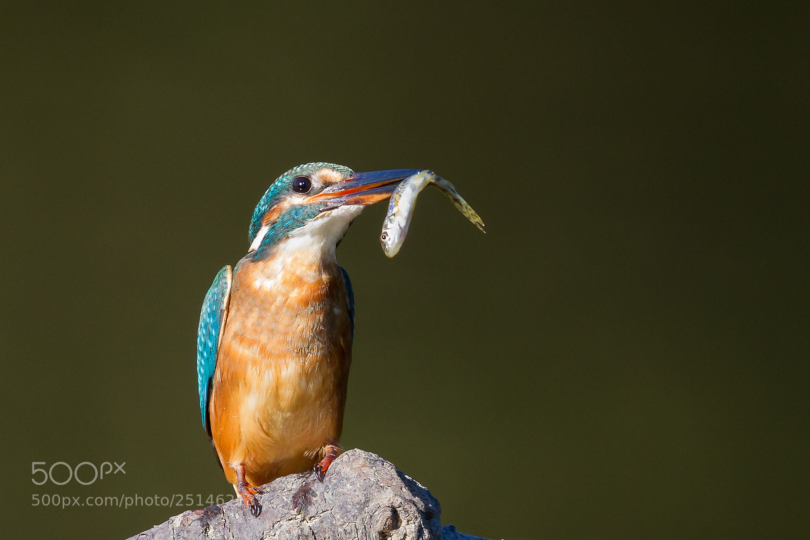 Canon EOS 7D sample photo. Martin pecheur photography