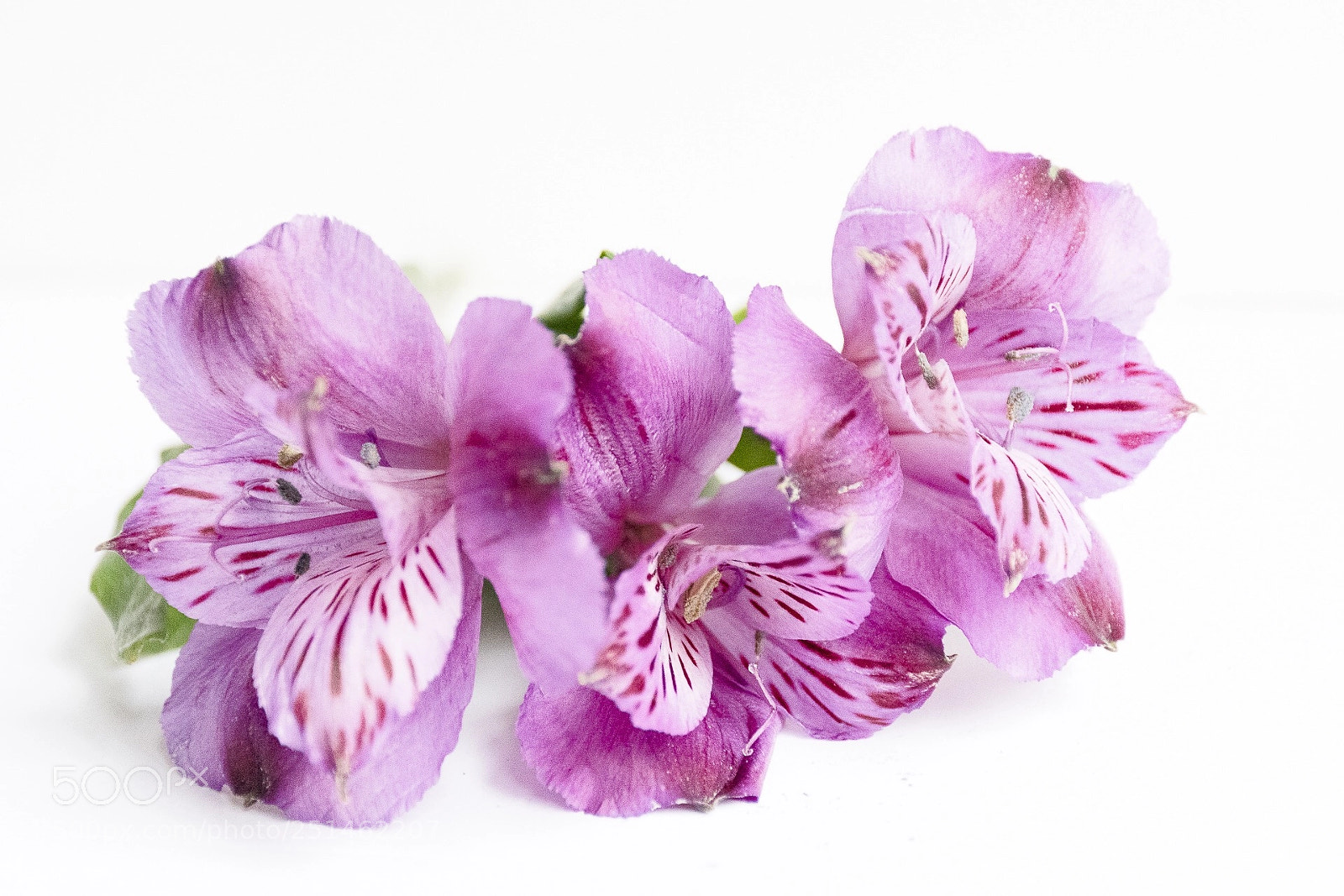 Nikon D5600 sample photo. Alstroemeria  photography