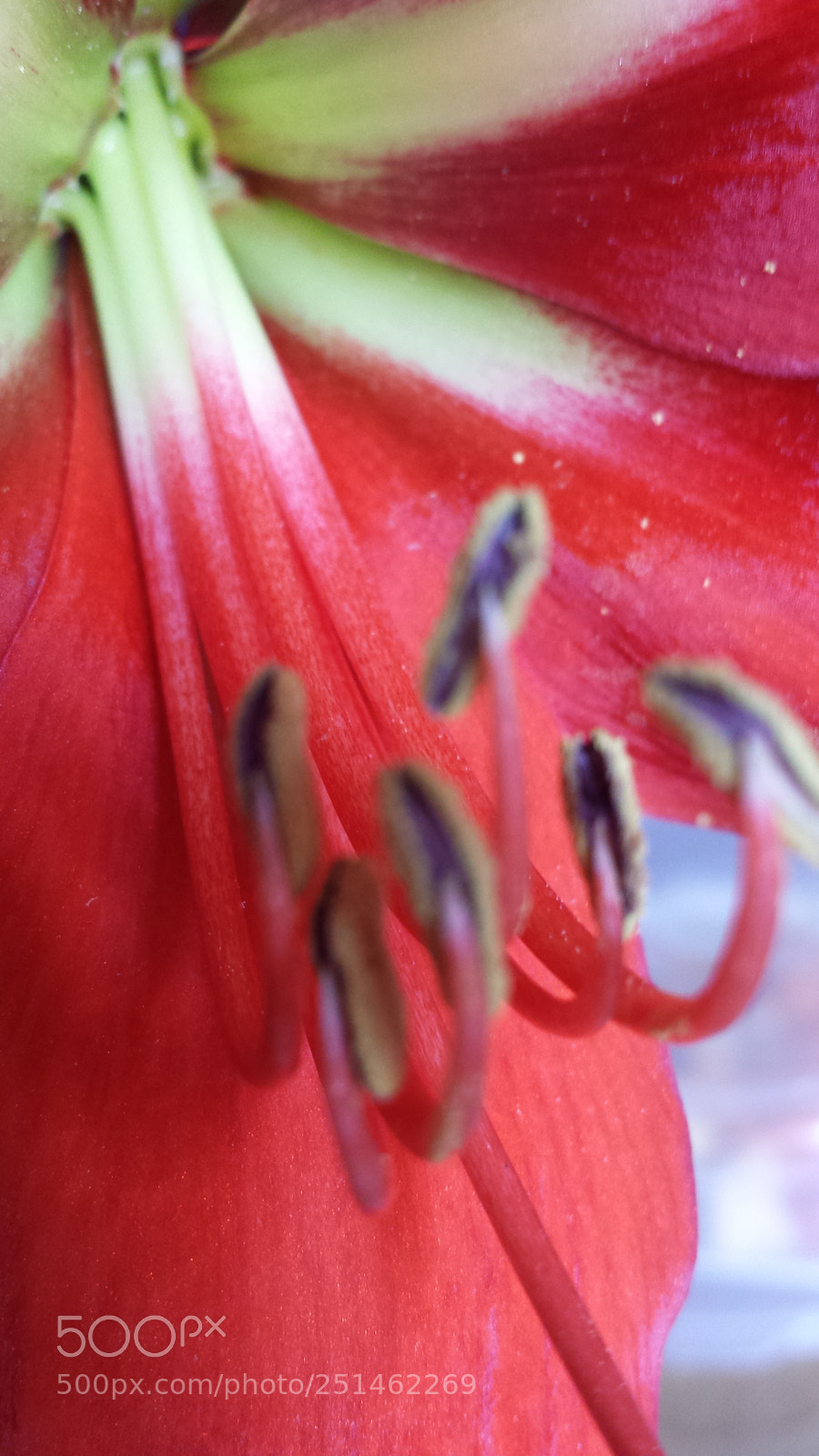 Samsung Galaxy S4 sample photo. Amaryllis photography