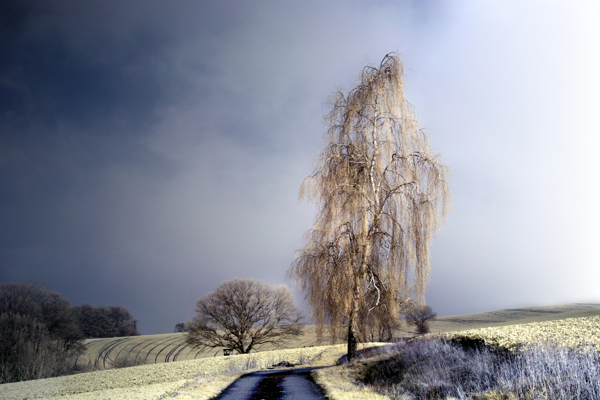 Nikon D7100 + Nikon AF-S Nikkor 50mm F1.8G sample photo. Tall tree photography