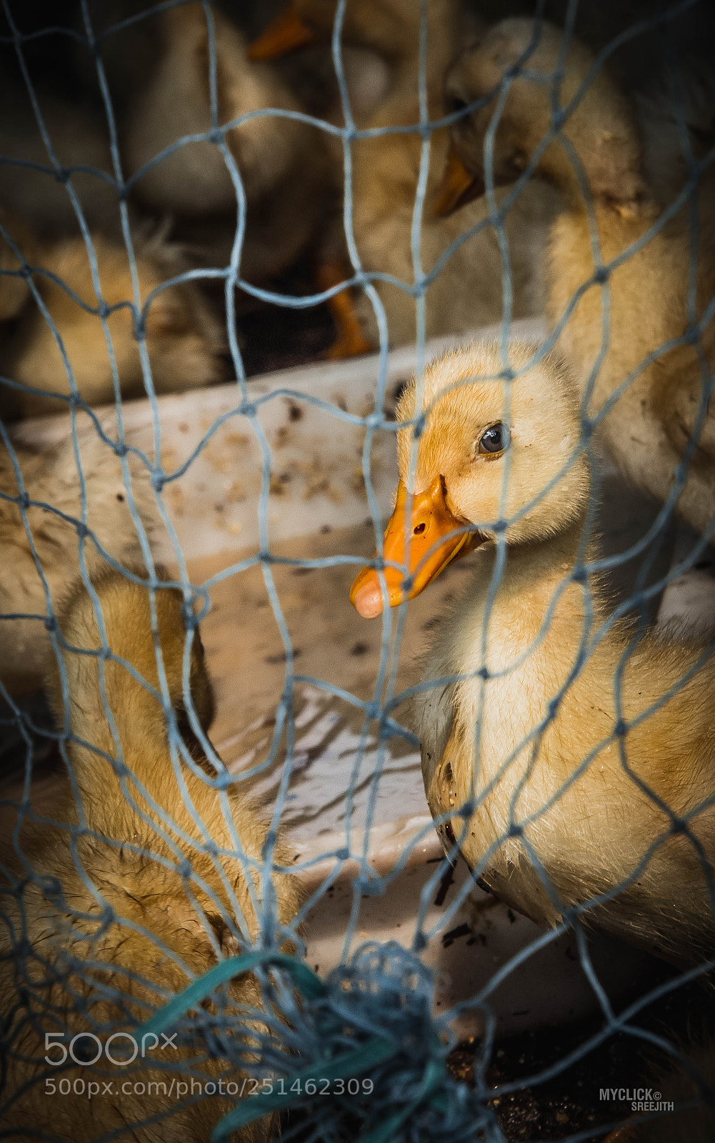 Nikon D7200 sample photo. Freedom photography