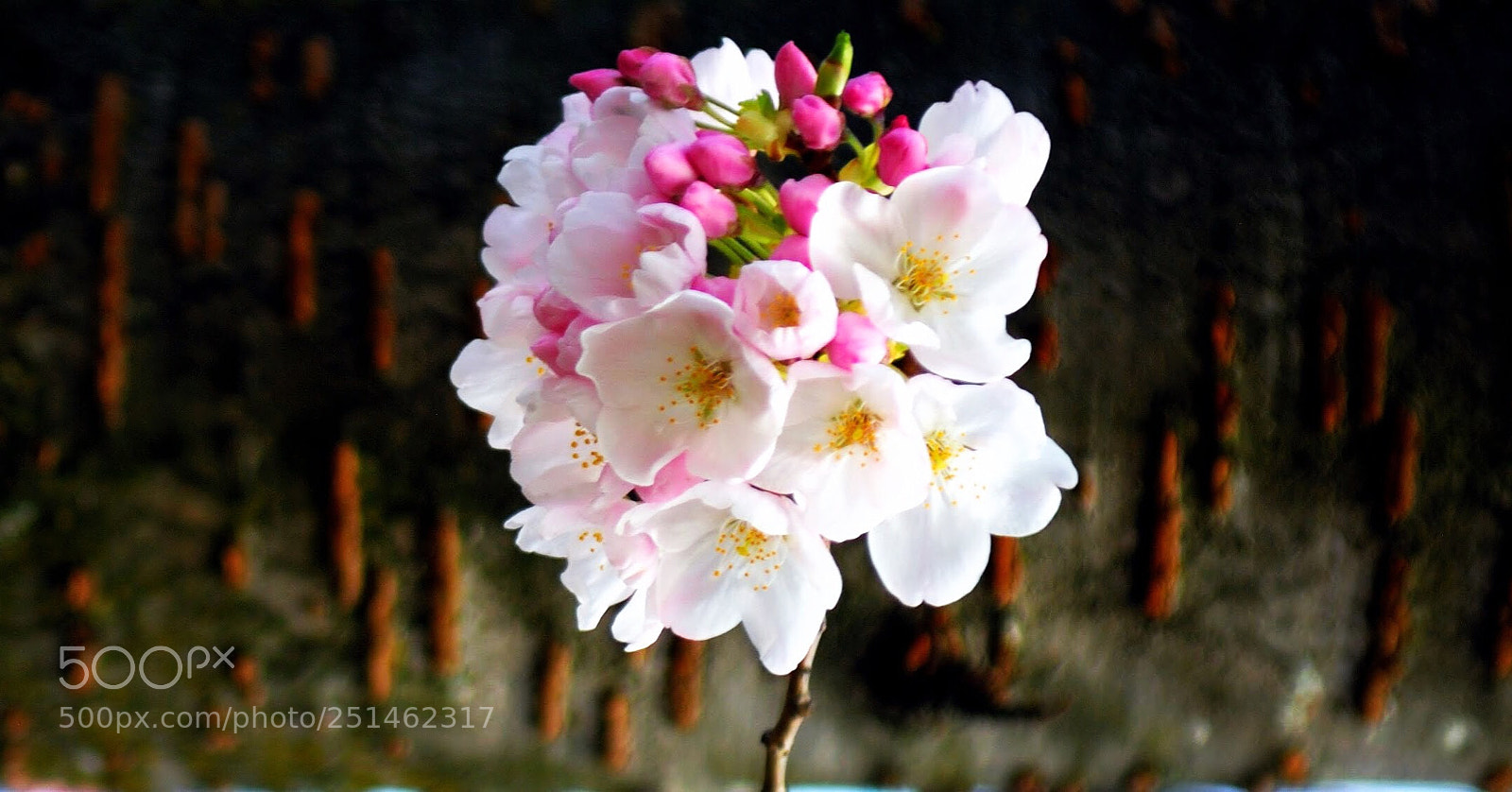 Nikon D200 sample photo. Cherry blossom  photography