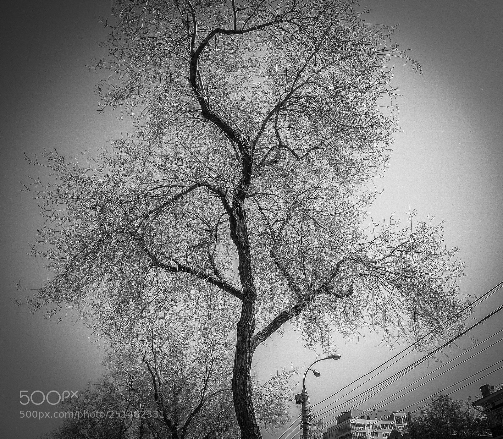 Samsung Galaxy Grand Prime sample photo. Tree photography