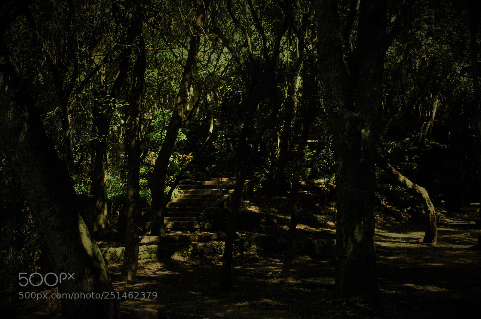 Nikon D5100 sample photo. Stairsandtrees photography