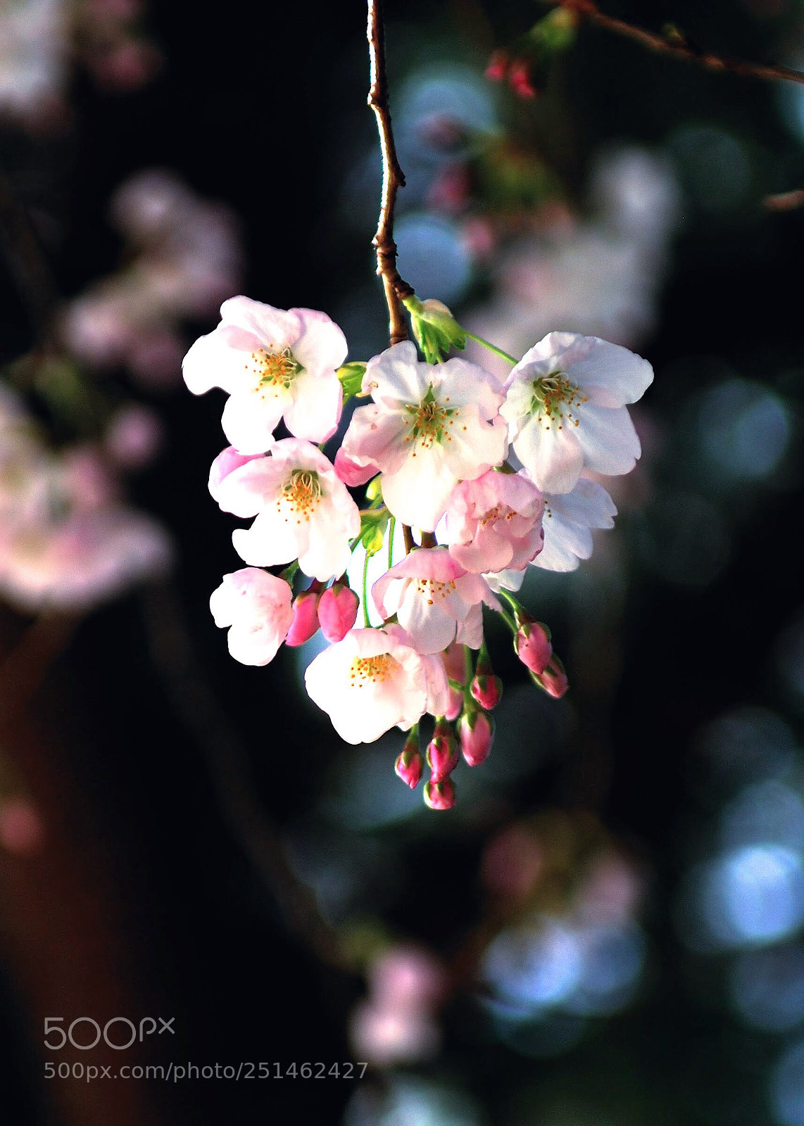 Nikon D200 sample photo. Cherry blossom  photography