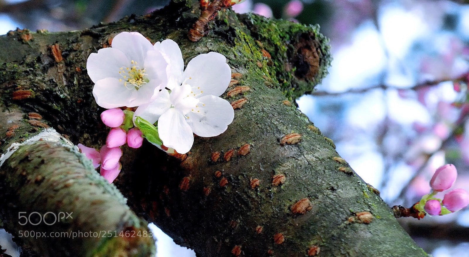 Nikon D200 sample photo. Cherry blossom  photography