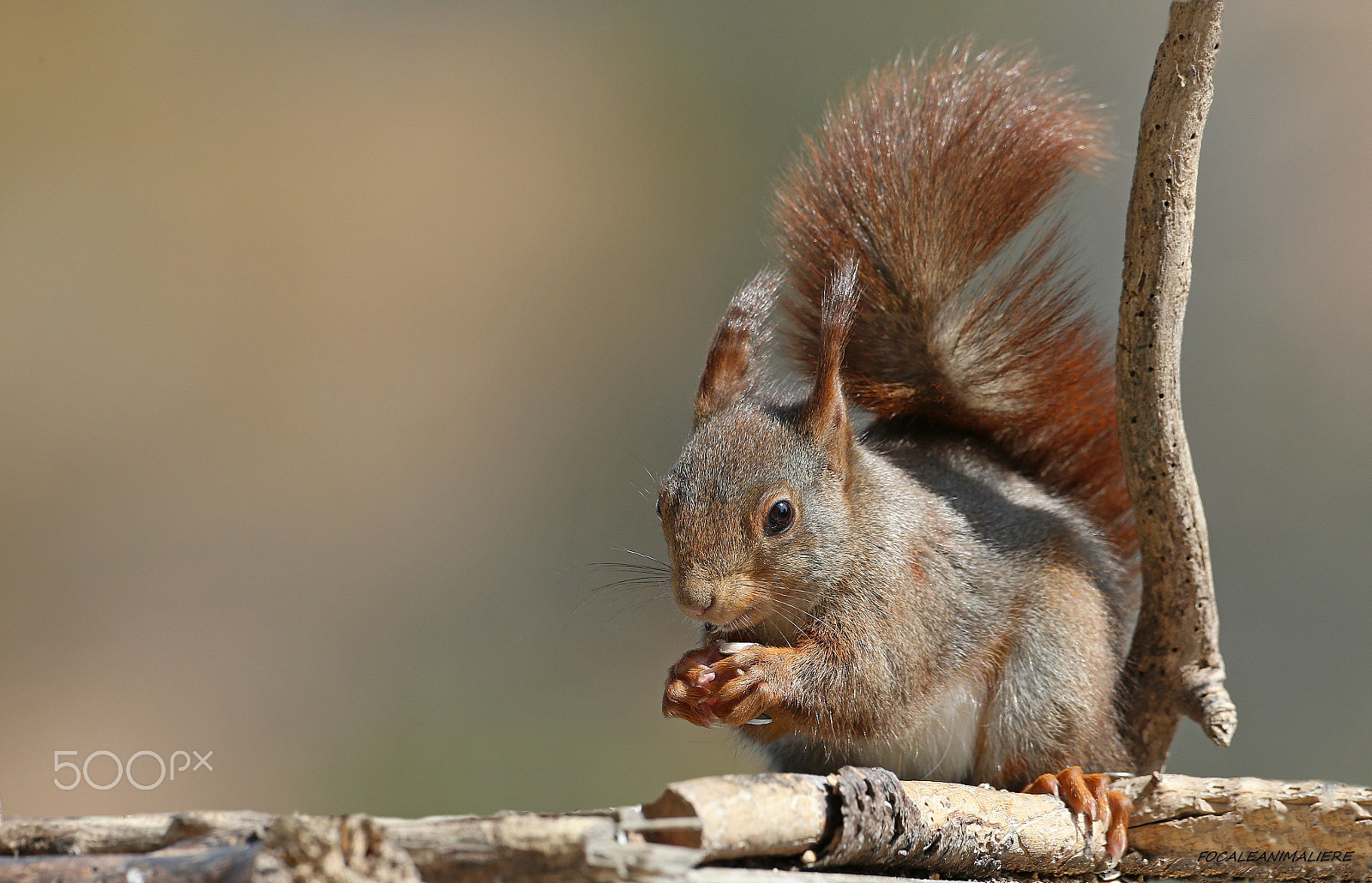 Canon EF 500mm F4L IS USM sample photo. Focaleanimaliere photography