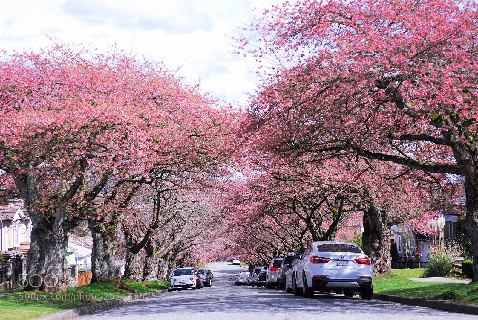Nikon D200 sample photo. Cherry blossom  photography