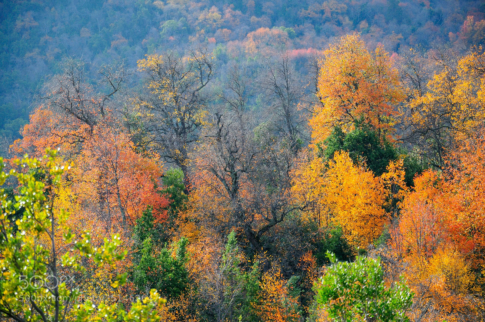 Nikon D300 sample photo. Fall photography