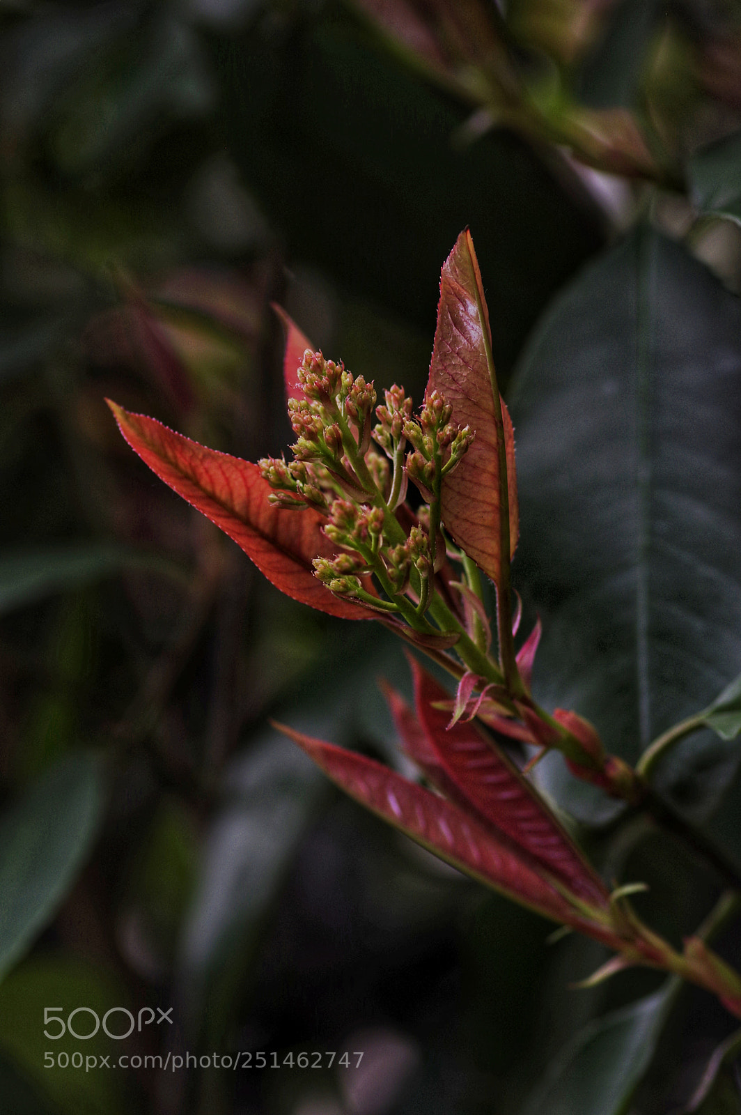 Pentax K-3 sample photo. ... photography