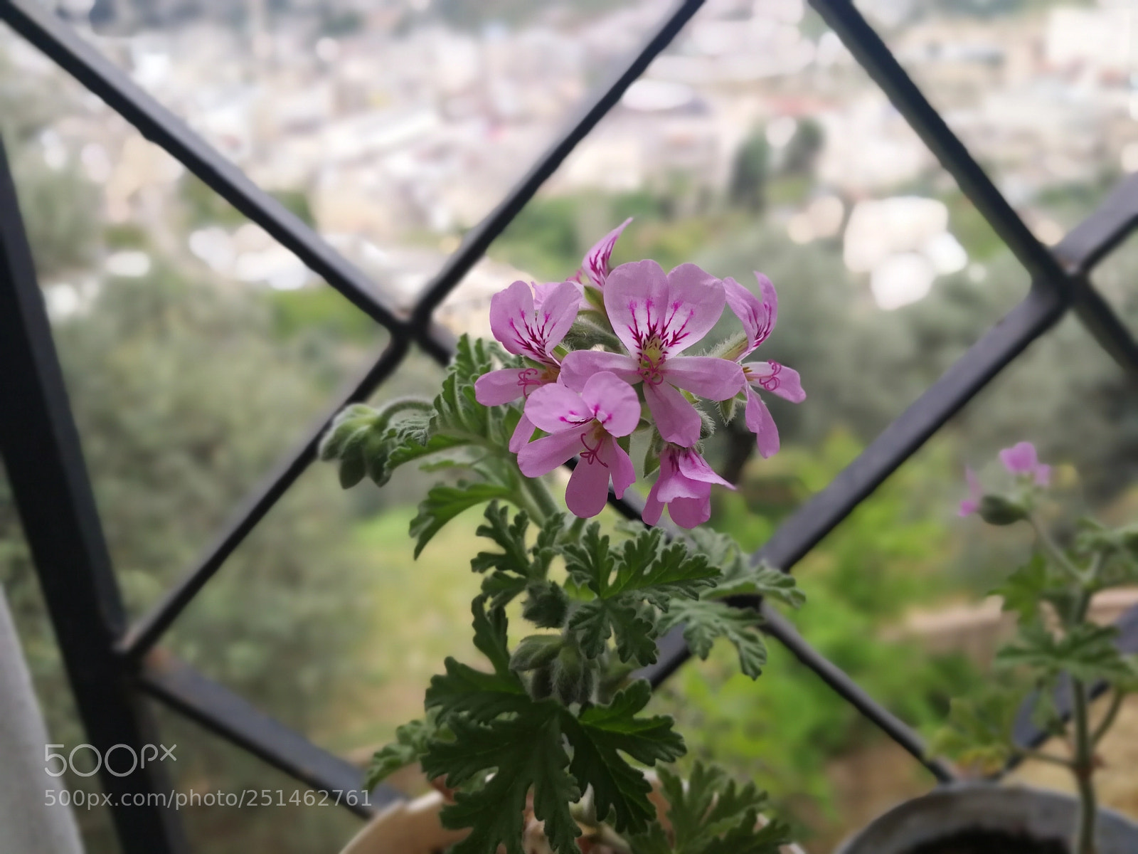 HUAWEI Mate 9 sample photo. Untitled photography