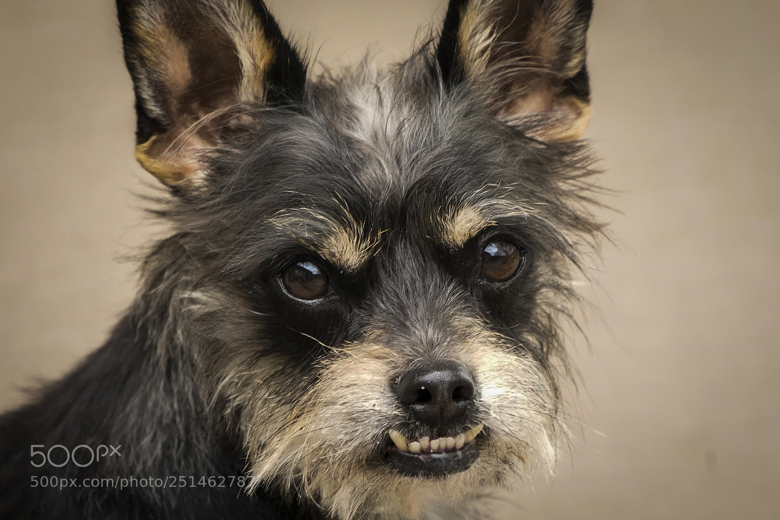 Sony a7R III sample photo. Ziggy photography