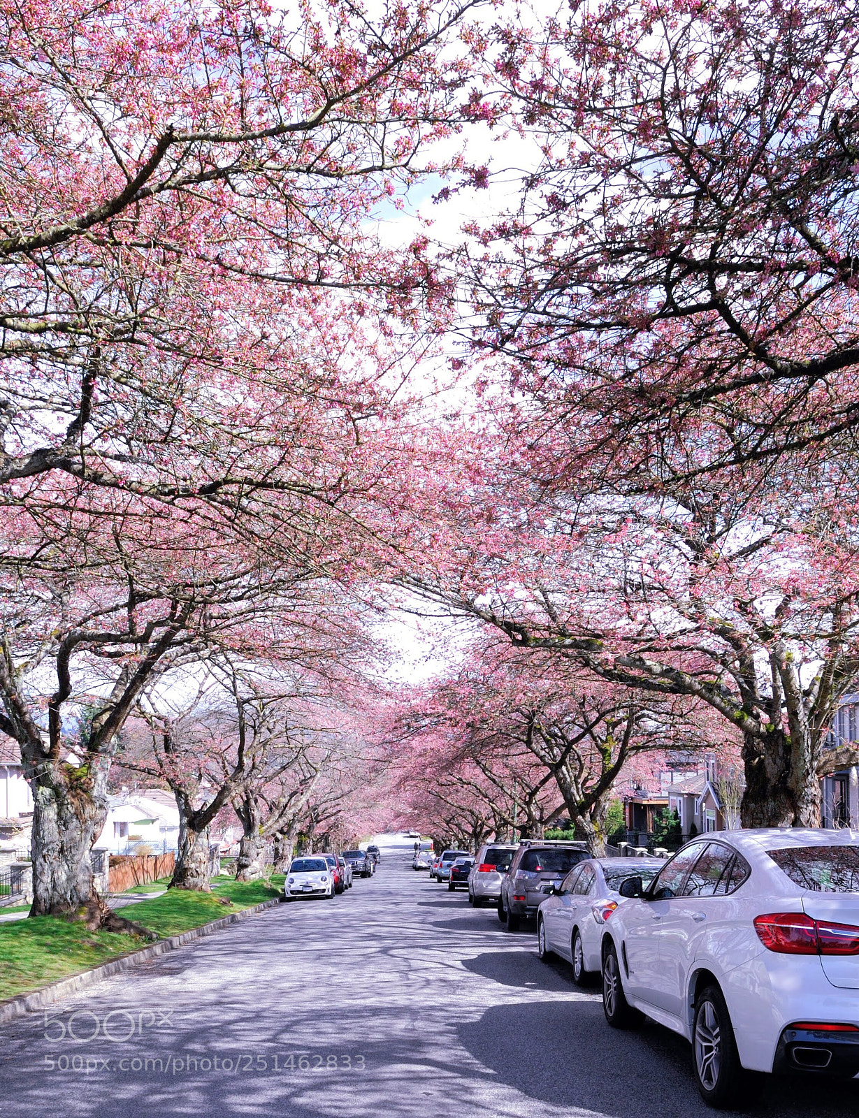 Nikon D200 sample photo. Cherry blossom  photography