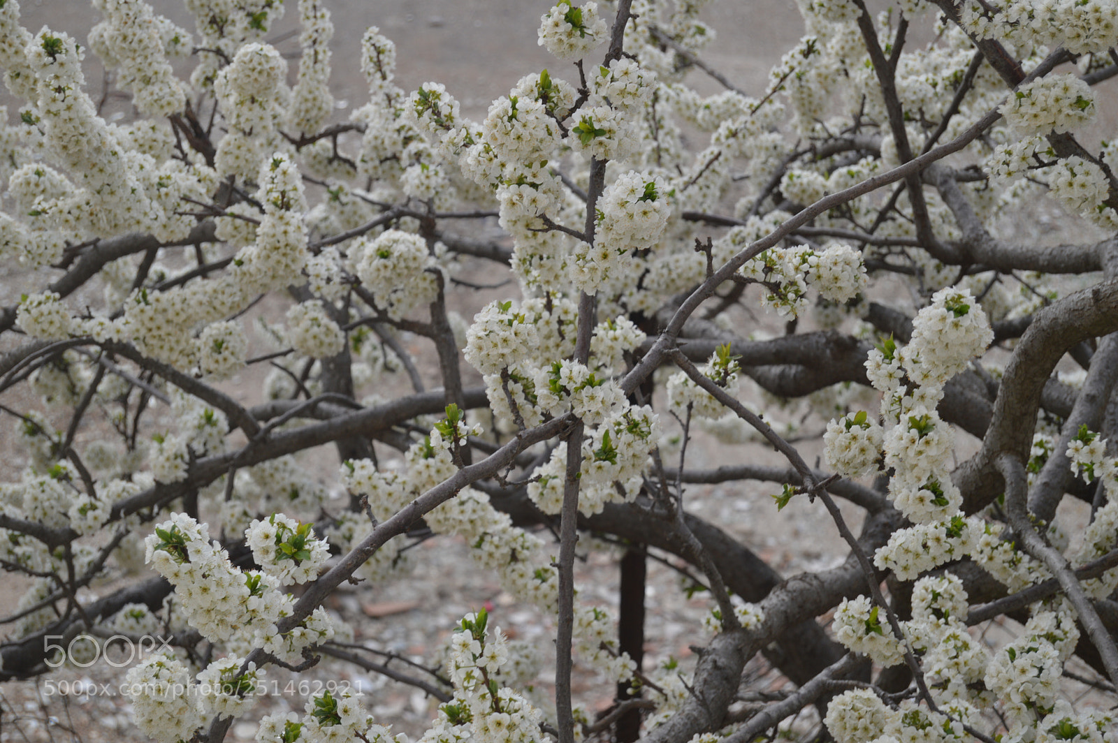 Nikon D3200 sample photo. Flowers of apricot photography