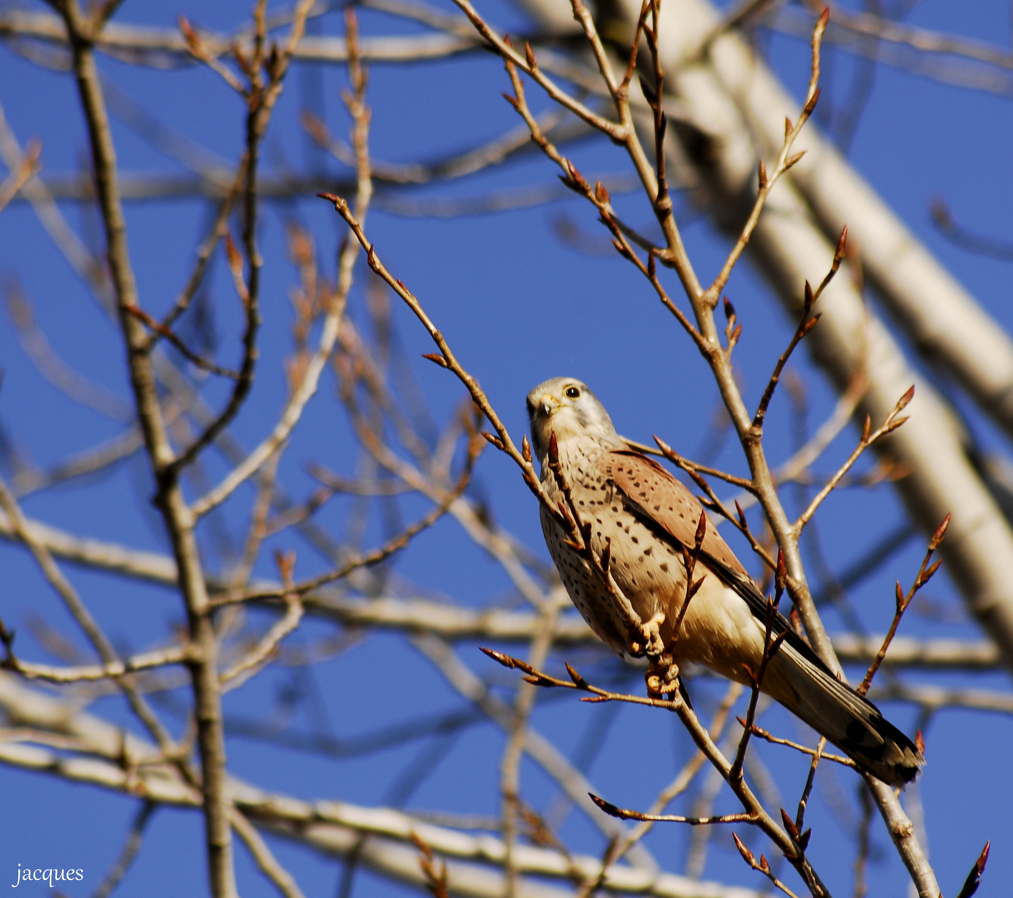 Nikon D200 + Sigma 70-300mm F4-5.6 APO DG Macro sample photo. Hawk photography