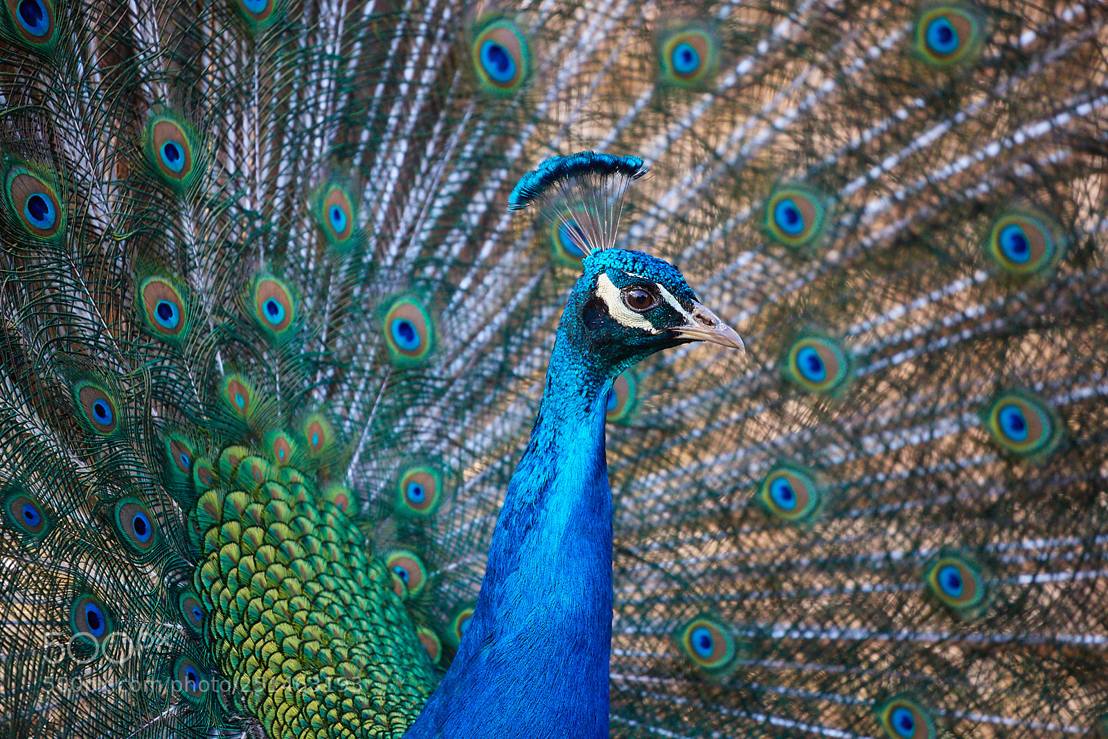 Canon EOS-1D X Mark II sample photo. Peacock photography