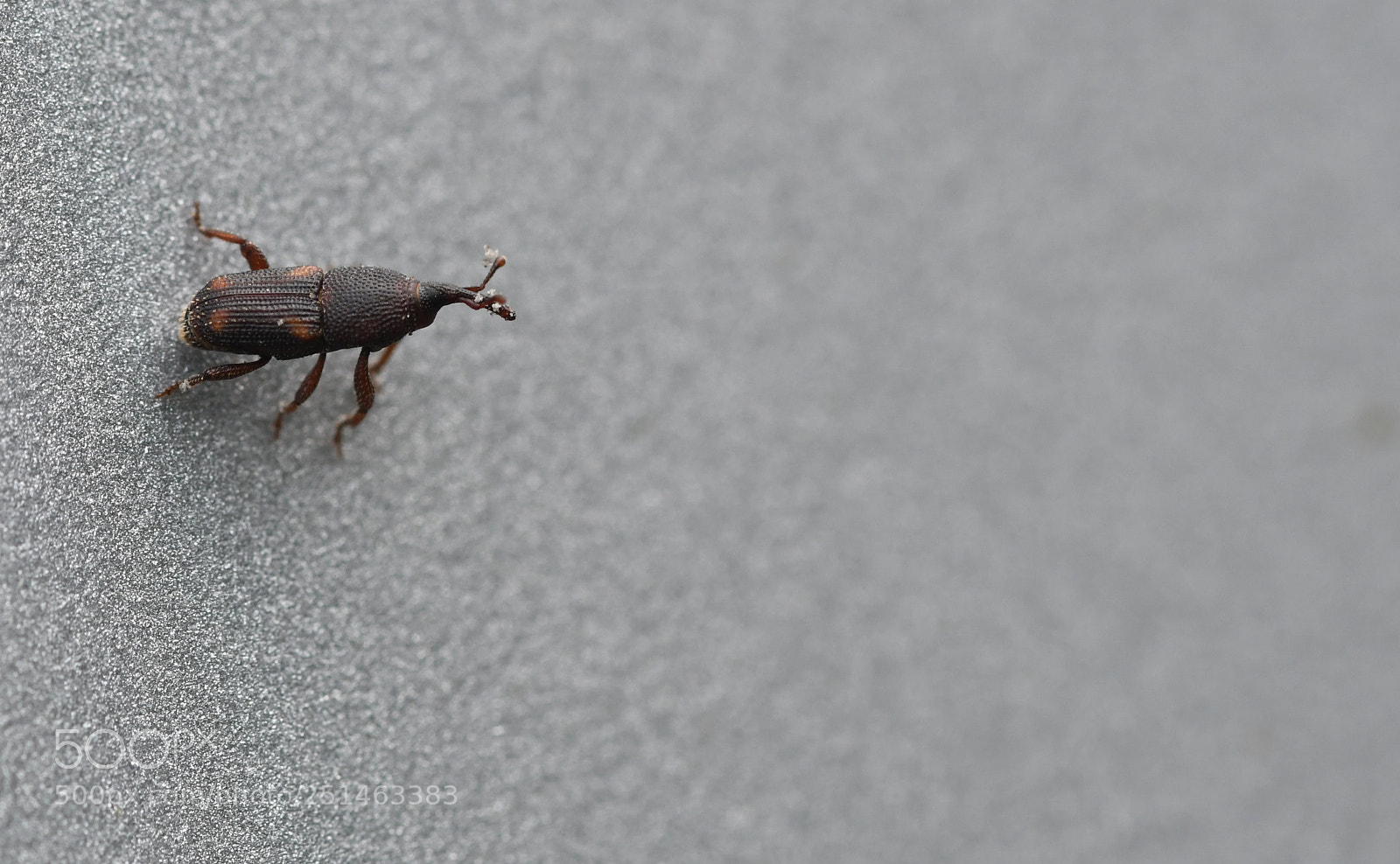 Nikon D500 sample photo. Lost in the wild photography