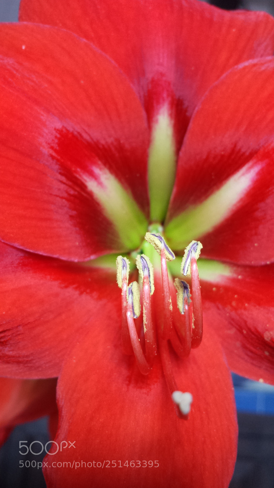 Samsung Galaxy S4 sample photo. Beauty photography