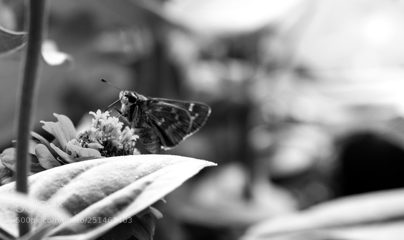 Nikon D3300 sample photo. Untitled photography