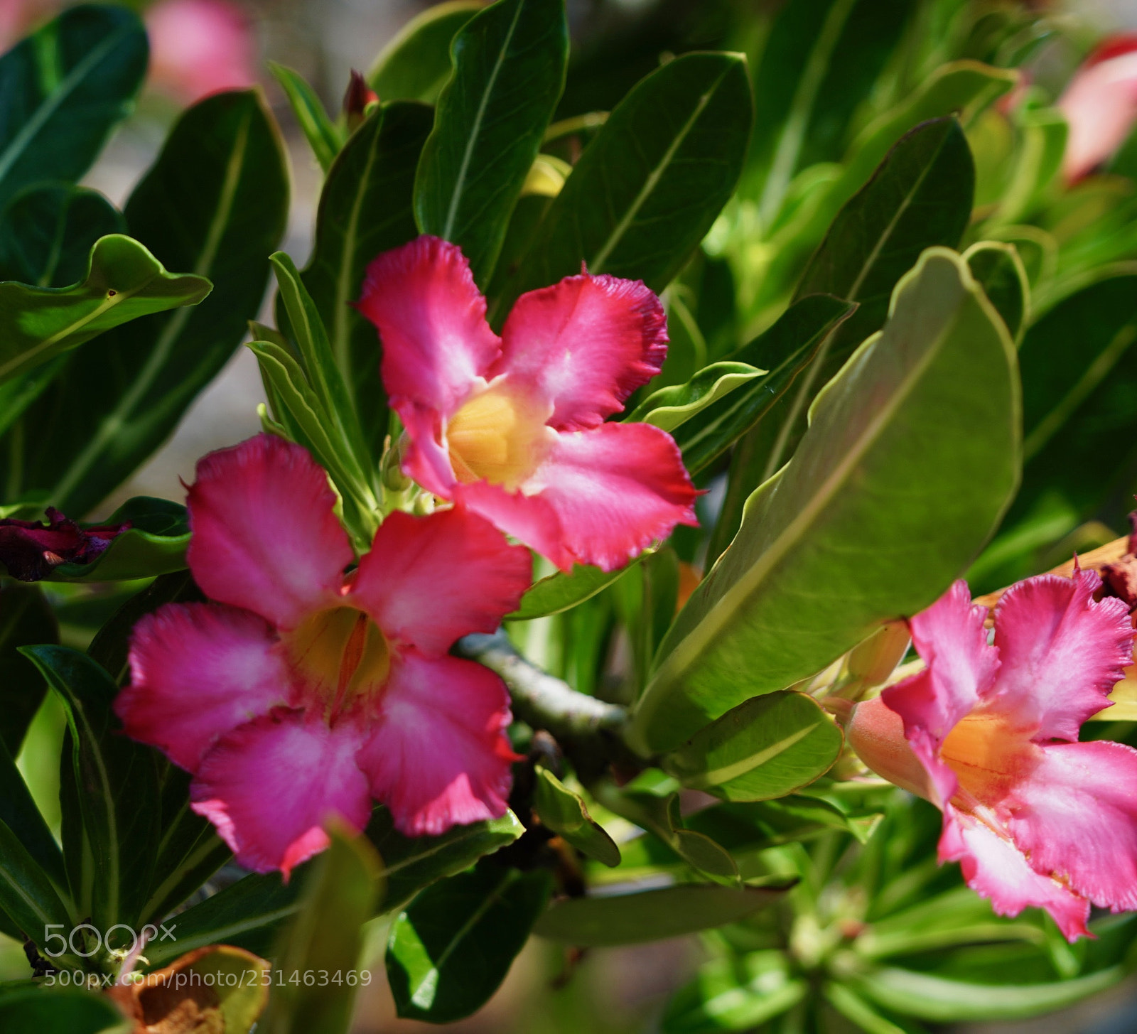 Sony a9 sample photo. Tropical photography