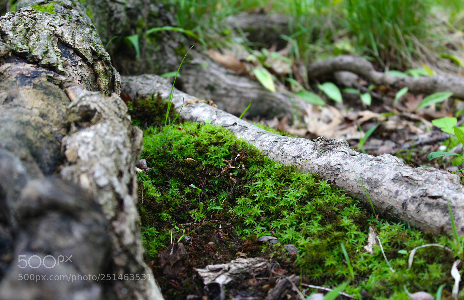 Canon EOS 1200D (EOS Rebel T5 / EOS Kiss X70 / EOS Hi) sample photo. Moss photography