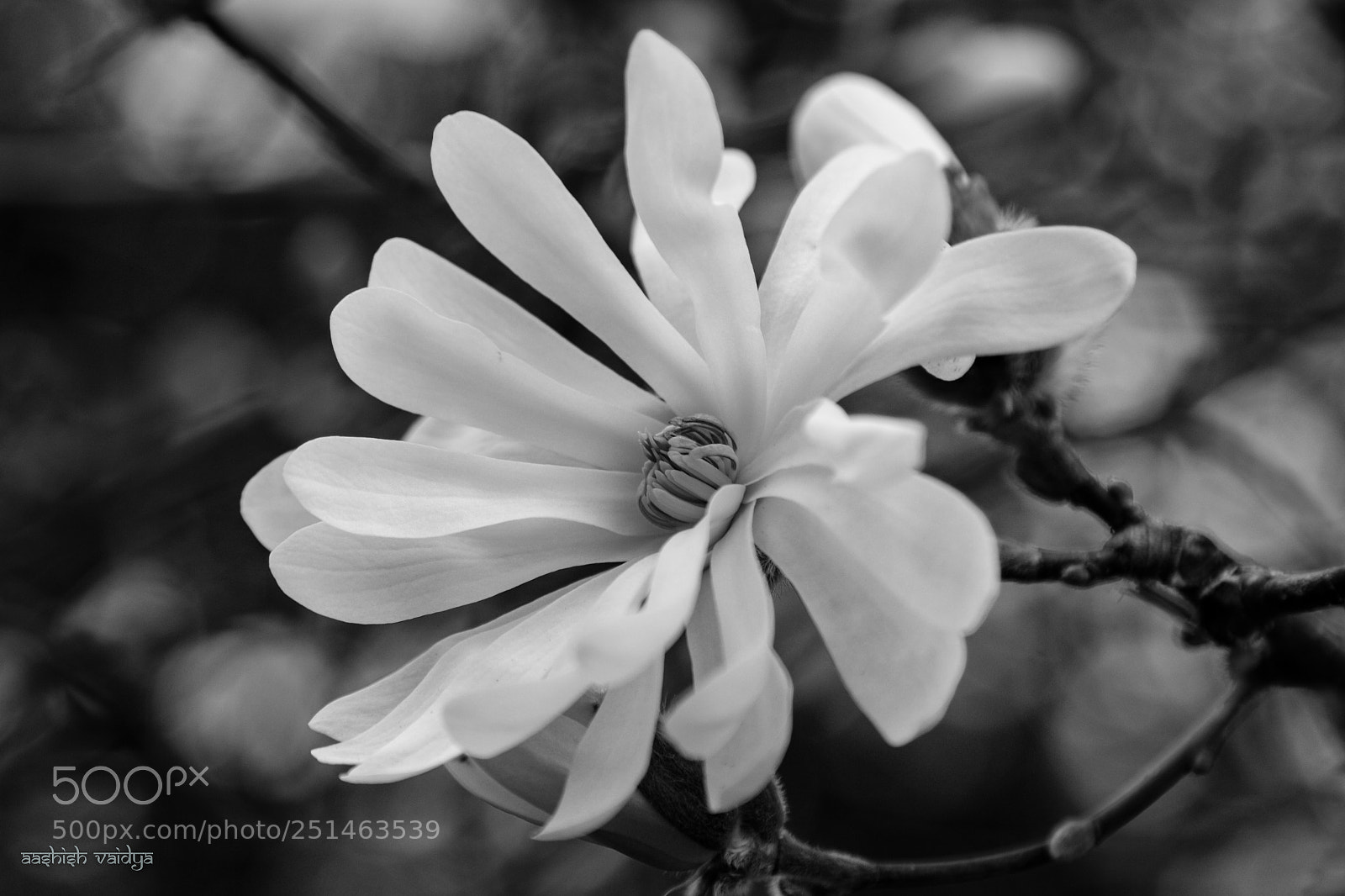 Canon EOS 600D (Rebel EOS T3i / EOS Kiss X5) sample photo. Multi petaled flower photography