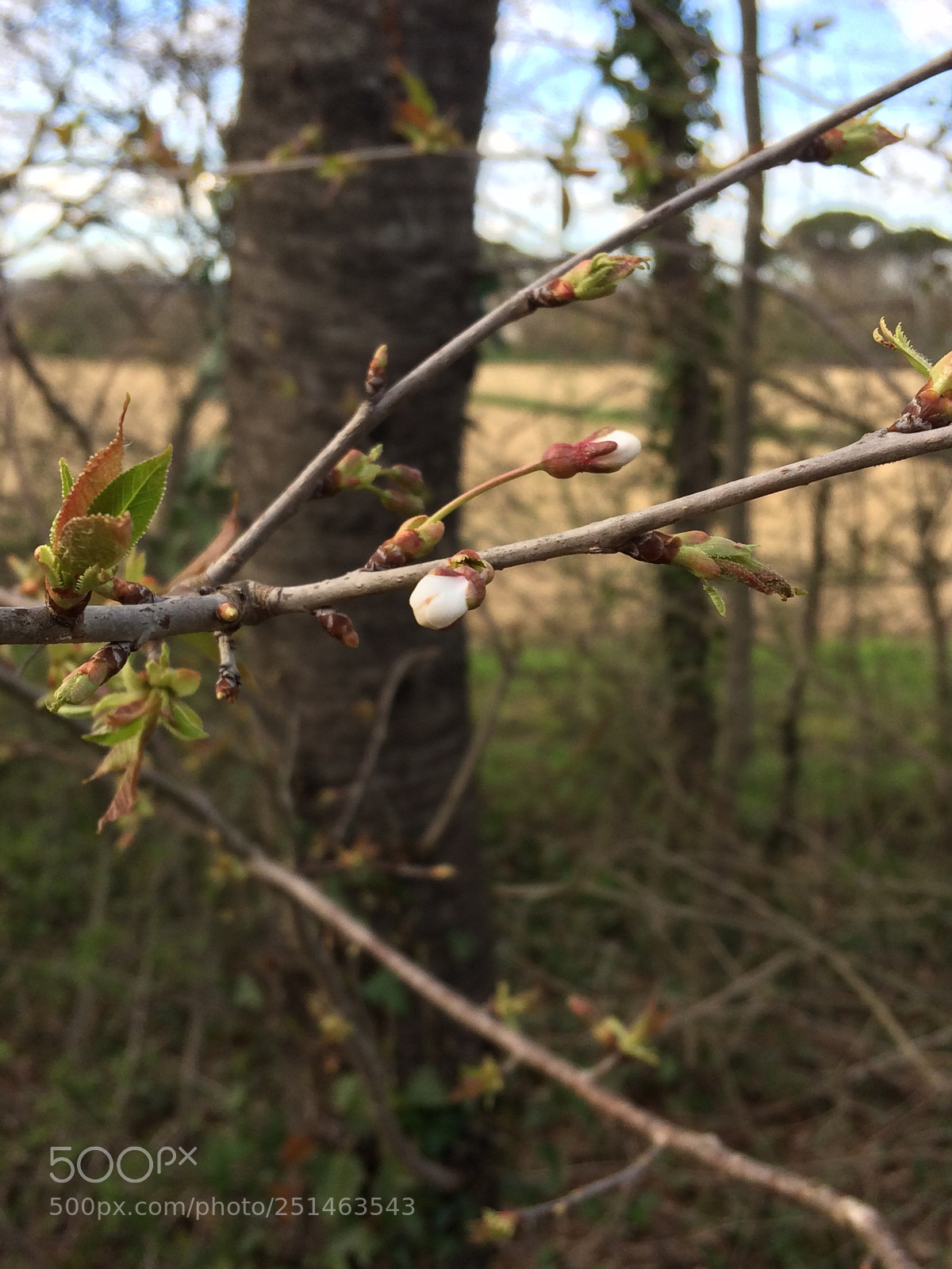 Apple iPhone 5s sample photo. Untitled photography