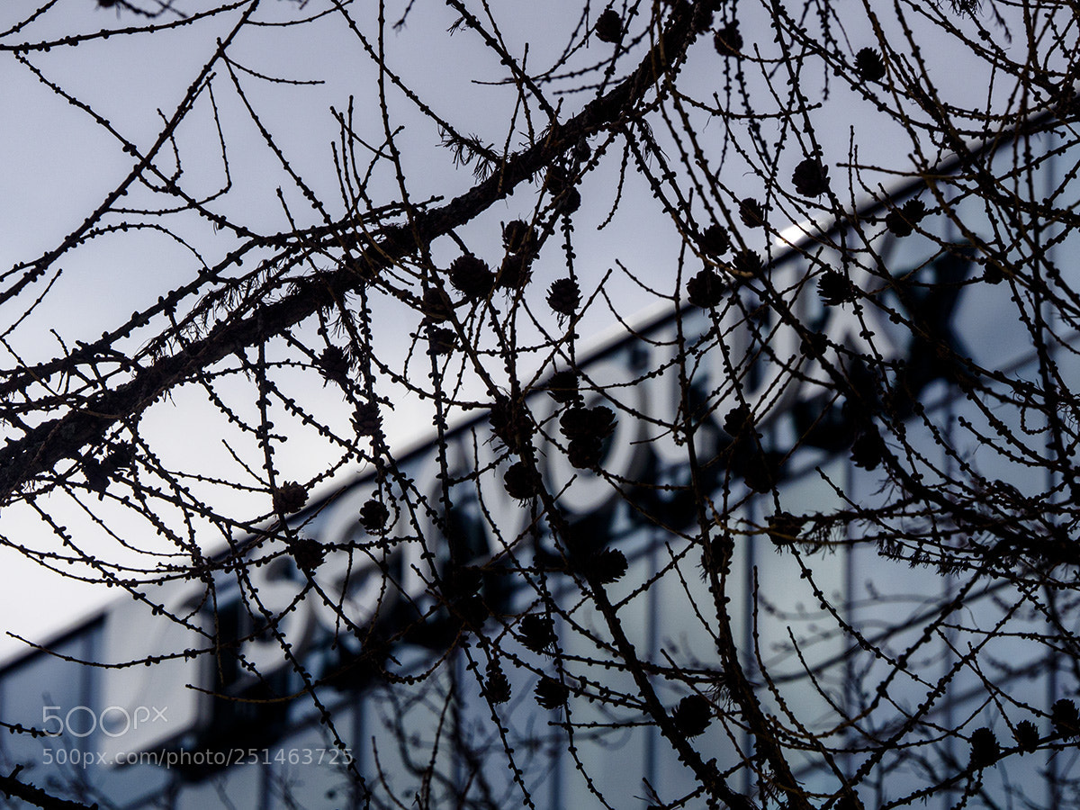 Olympus OM-D E-M10 sample photo. Barbed fence photography