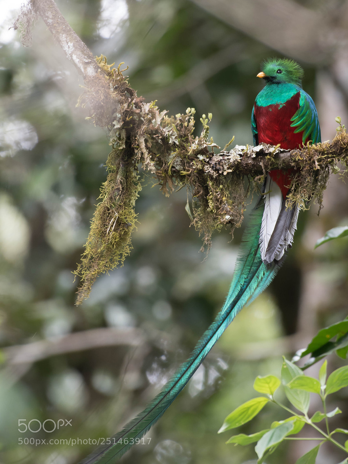 Nikon D500 sample photo. Resplendent quetzal photography
