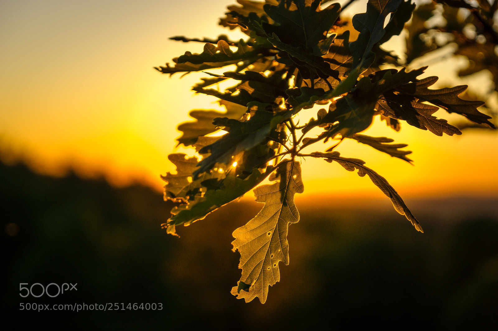 Sony Alpha NEX-7 sample photo. The last glow photography