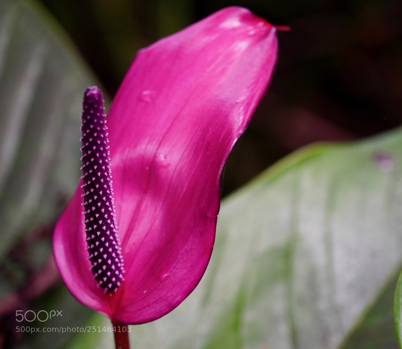 Sony a9 sample photo. Mostly pink photography