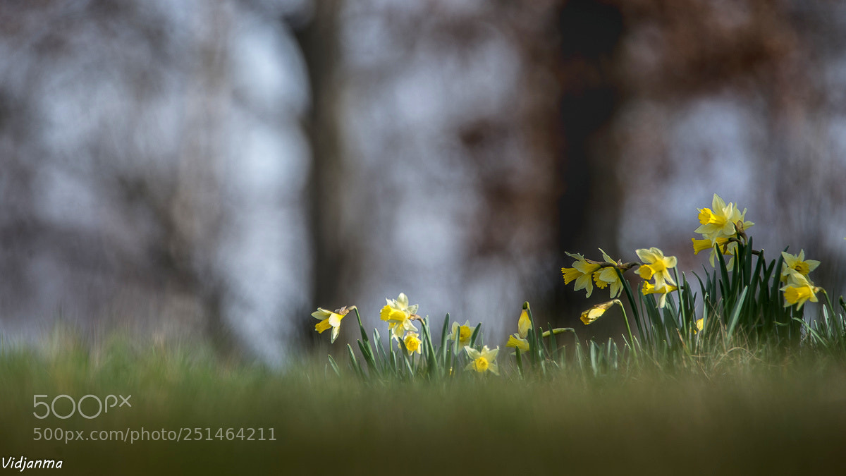 Nikon D610 sample photo. Spring wind photography