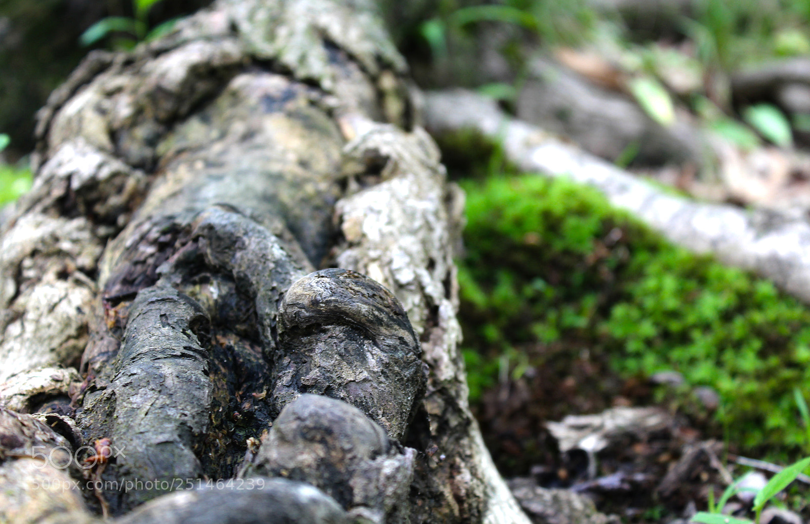Canon EOS 1200D (EOS Rebel T5 / EOS Kiss X70 / EOS Hi) sample photo. Bark heart photography