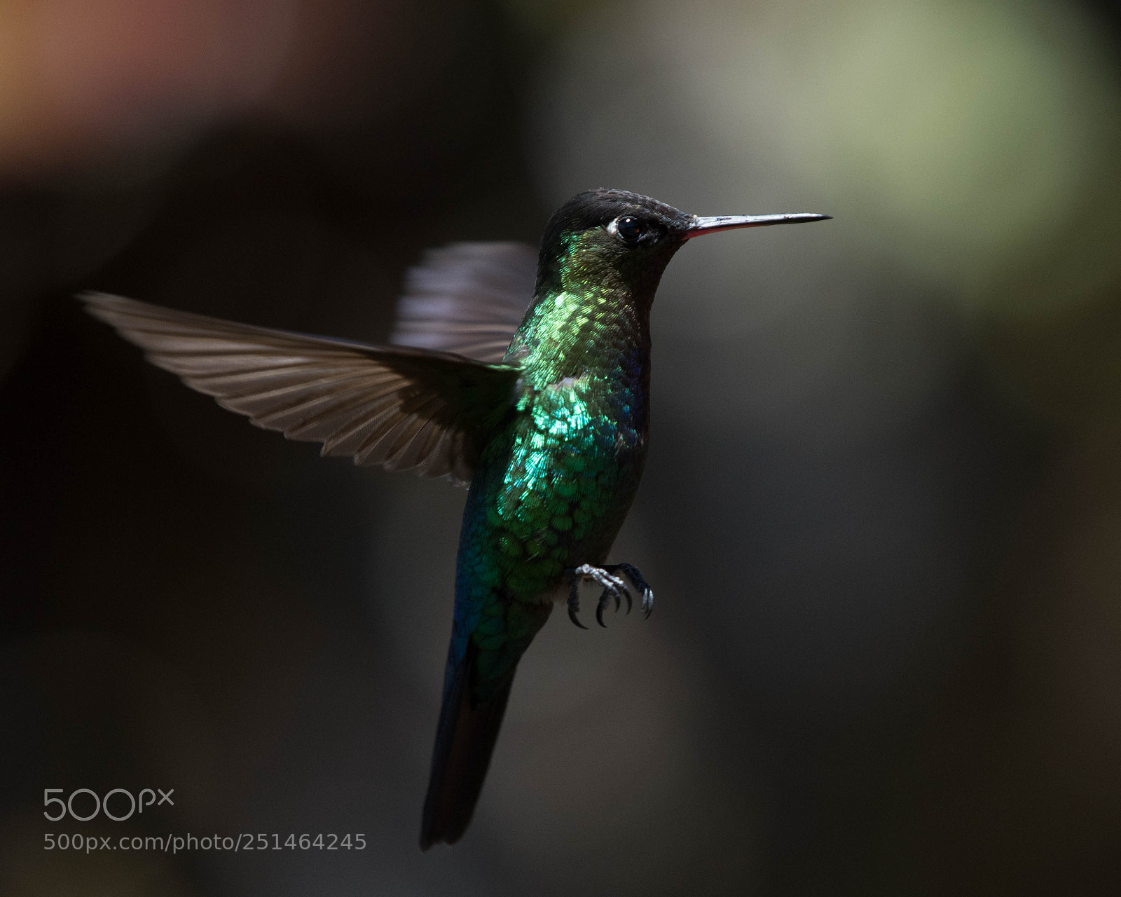 Nikon D500 sample photo. Violet headed hummingbird photography