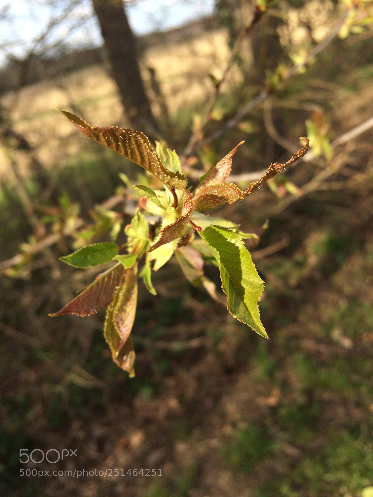 Apple iPhone 5s sample photo. Untitled photography