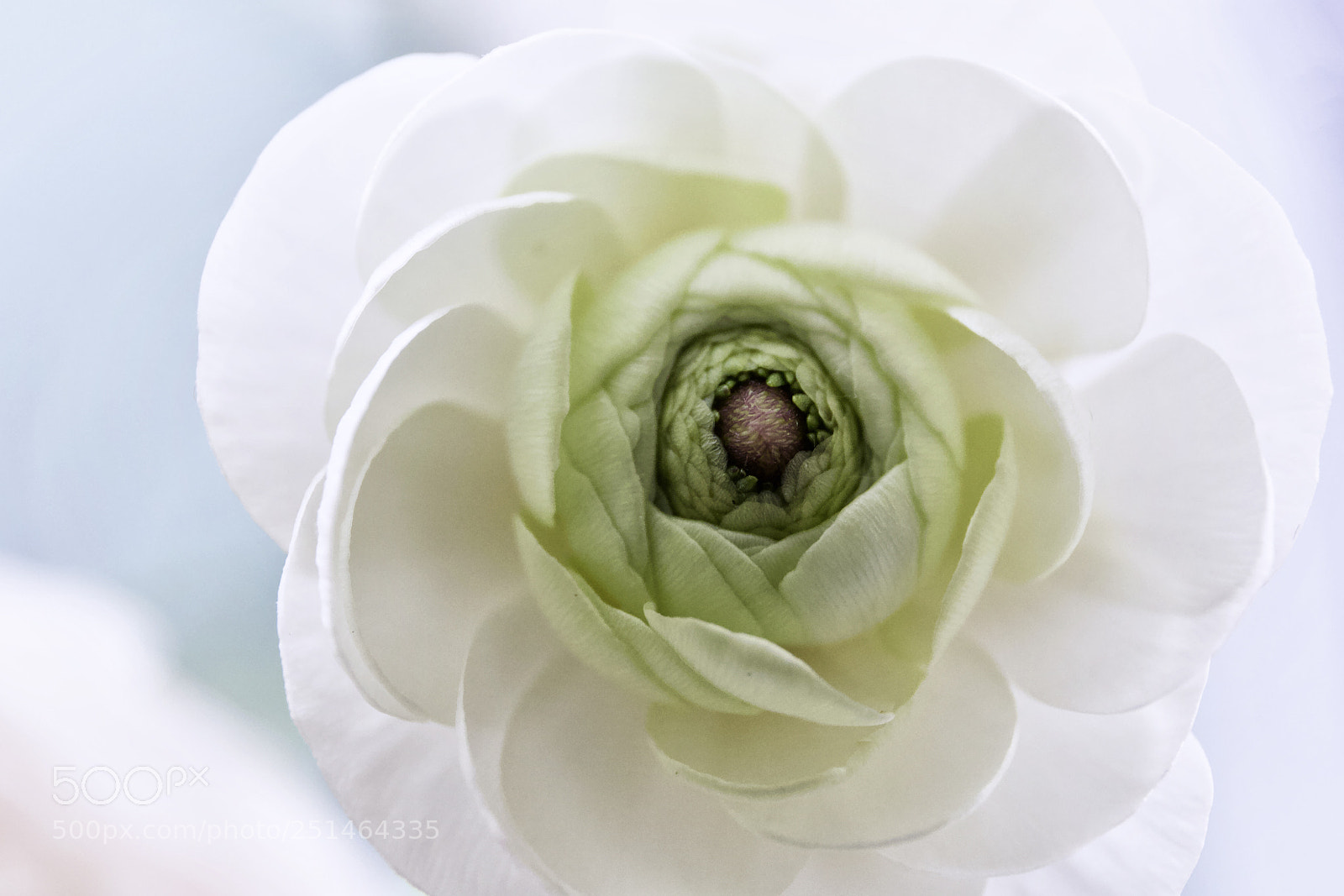 Canon EOS 5D Mark II sample photo. Delicate.... photography