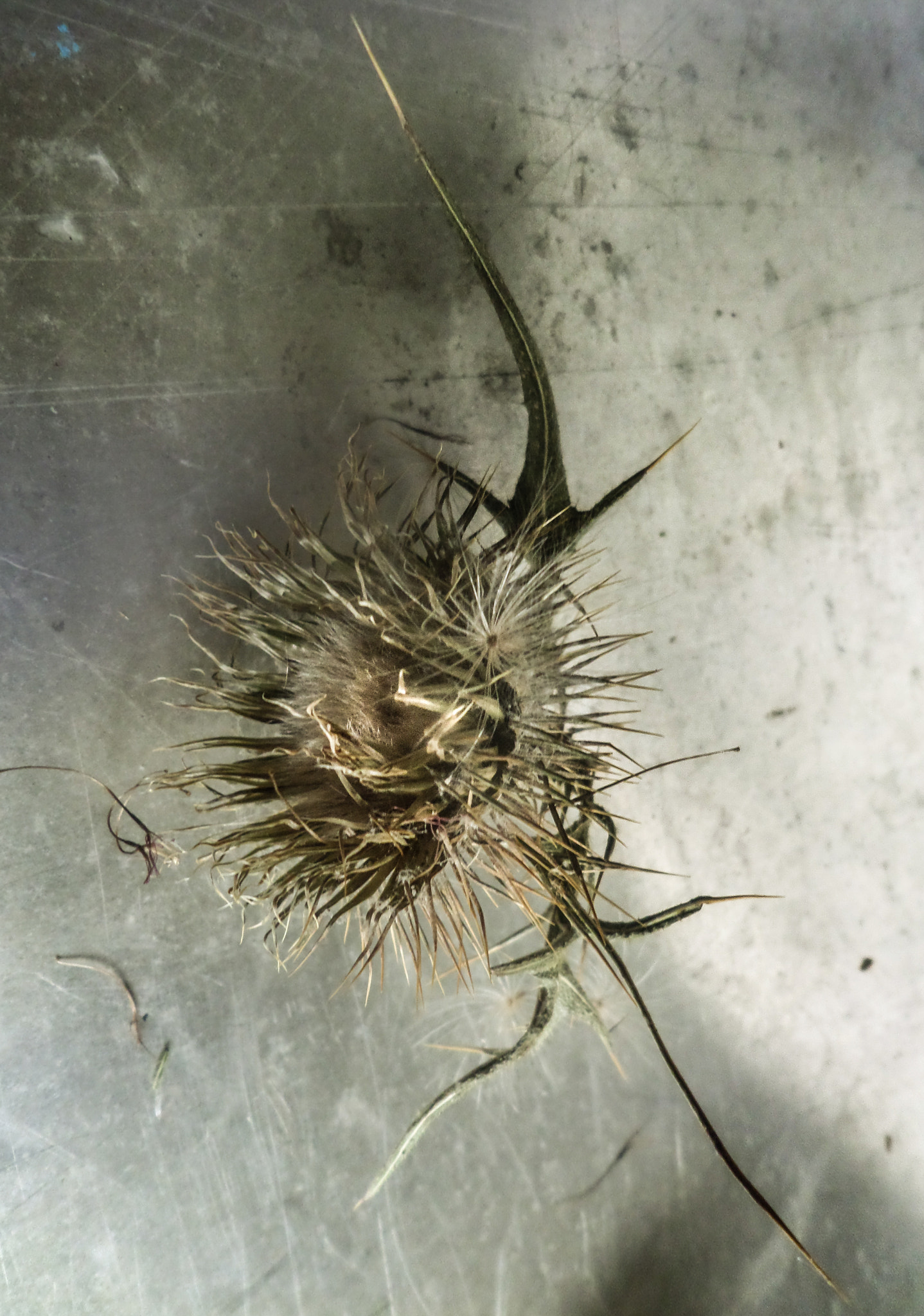Samsung WB30F/WB31F/WB32F sample photo. Fine thistle seed head photography