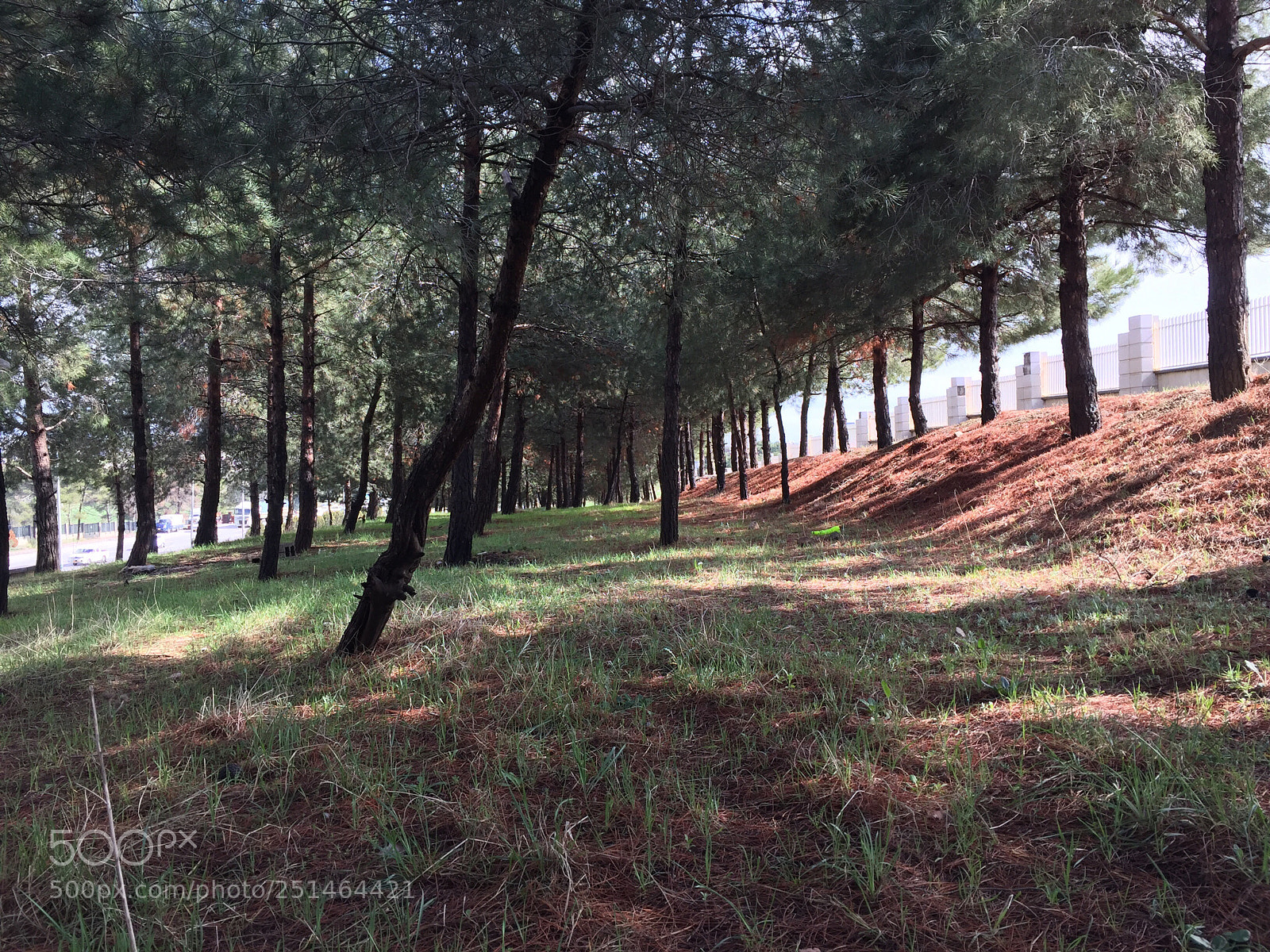 Apple iPhone 6 sample photo. Where i go to photography