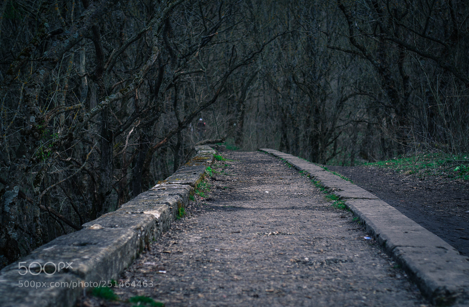 Sony SLT-A37 sample photo. Bridge photography