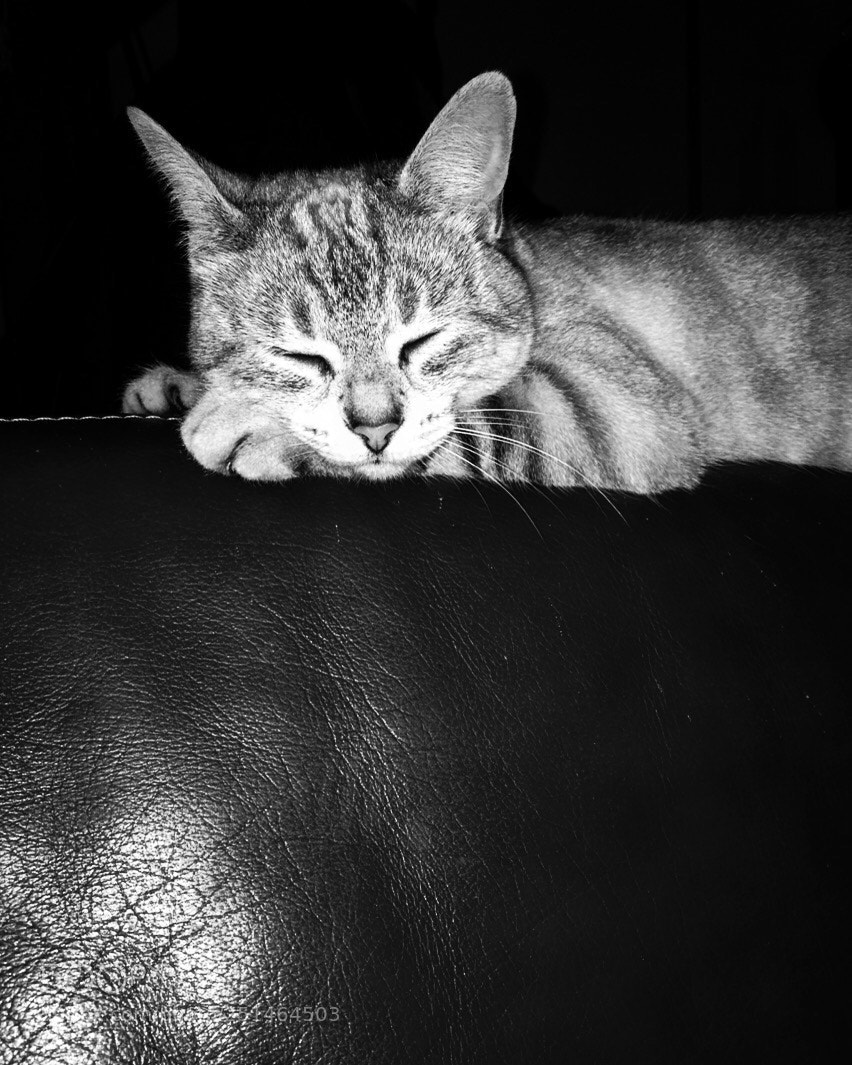 Apple iPhone 5s sample photo. Untitled photography