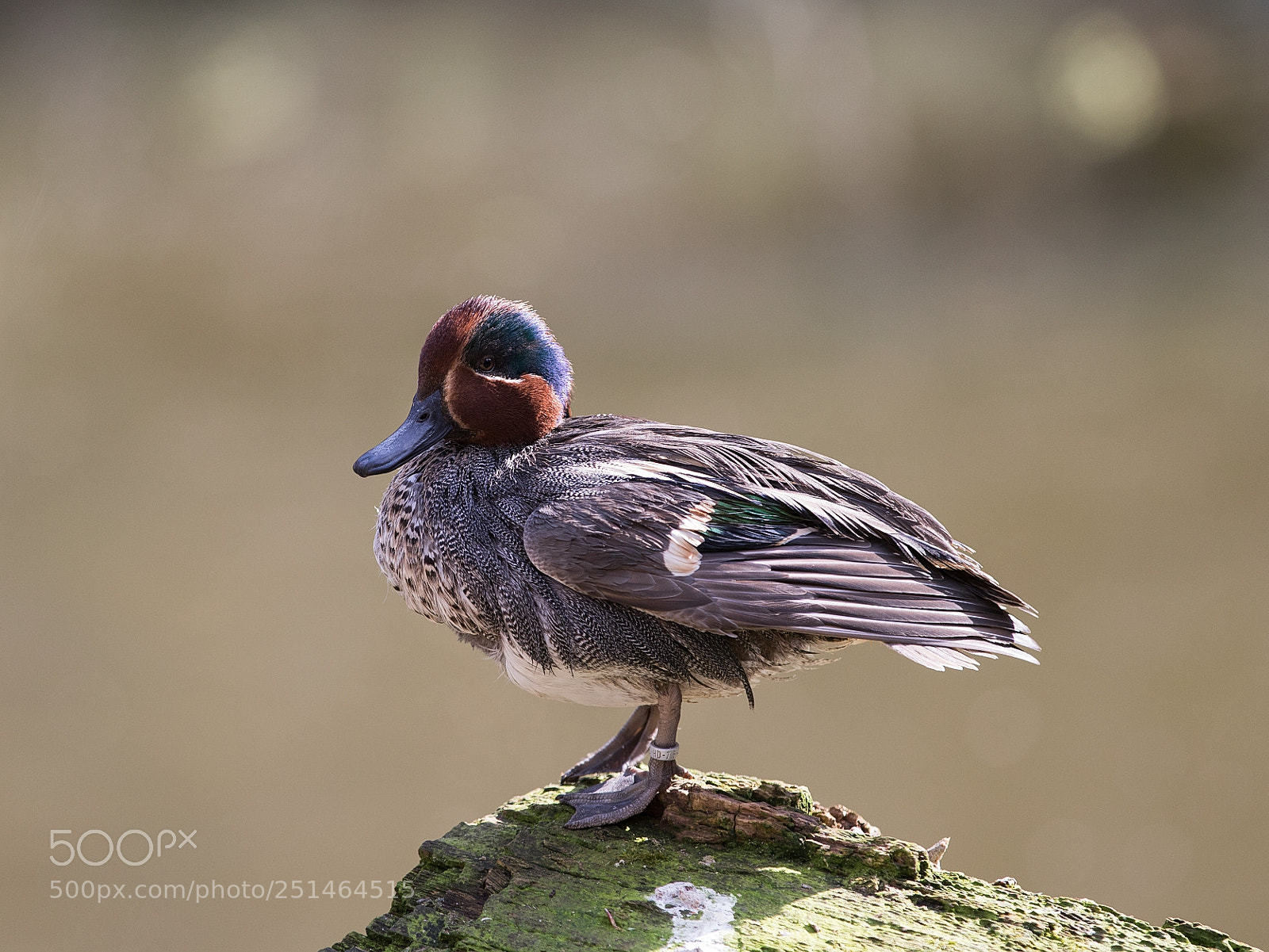 Canon EOS 7D Mark II sample photo. Ente photography
