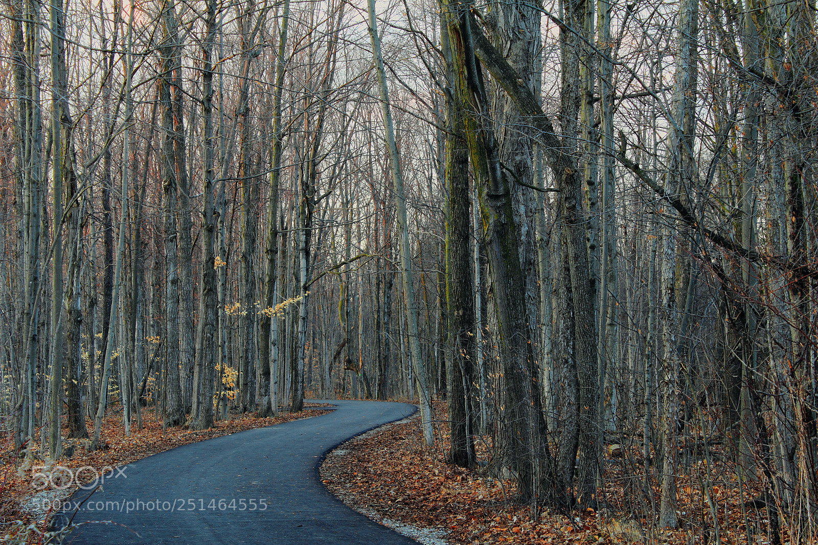 Canon EOS 600D (Rebel EOS T3i / EOS Kiss X5) sample photo. Walk in the woods photography
