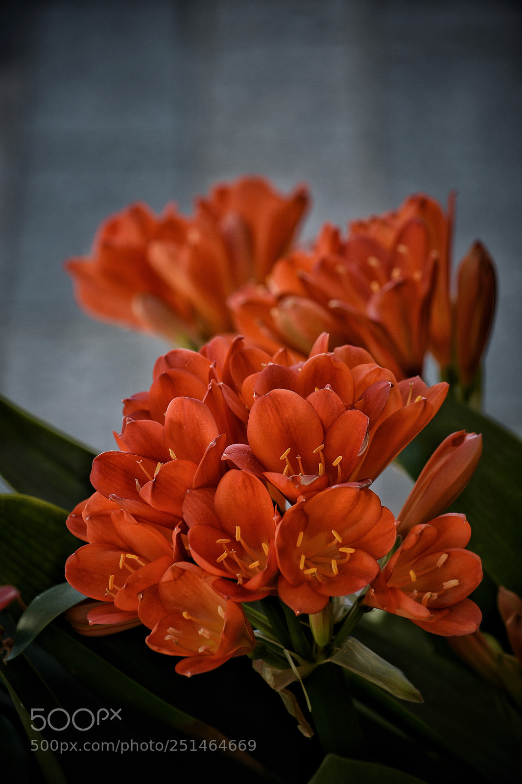 Nikon D7200 sample photo. Primavera.  photography