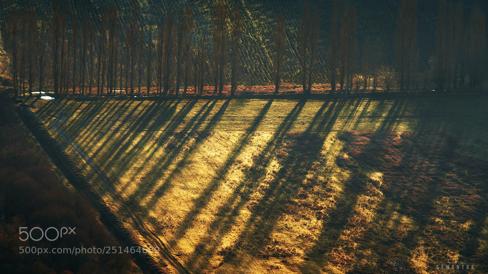 Sony ILCA-77M2 sample photo. Golden pale. photography